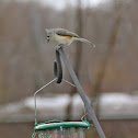 Tufted Titmouse