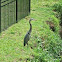 Great blue heron
