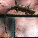Common Five-lined Skink