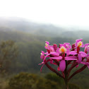 Wild Orchid