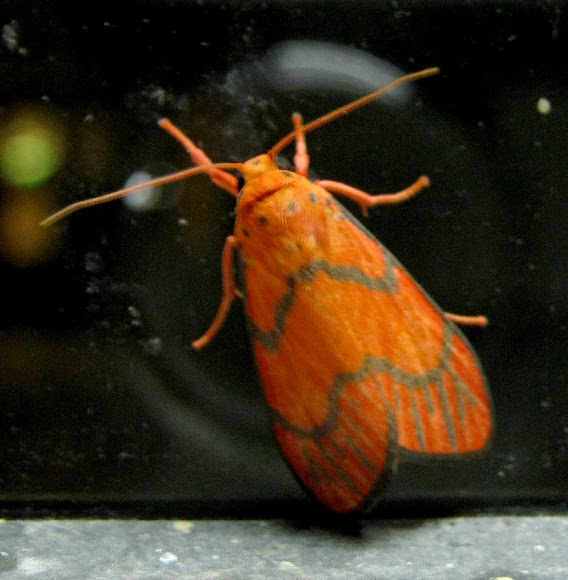 Spotting Image 1