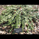 Japanese Plum Yew