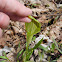 Jack-in-the-Pulpit