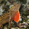 Brown Anole Lizard
