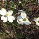 Dog wood blossom