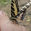 Dark Kite Swallowtail