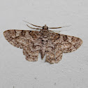 Common Brown Looper Moth