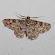 Common Brown Looper Moth