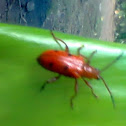 Red Milkweed Beetle