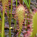 Spatulate-leaves Sundew