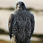 Peregrine Falcon