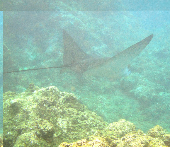 Spotting Image 1