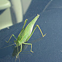 Katydid