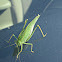 Katydid