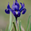 Iris reticulata