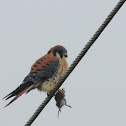 American kestrel