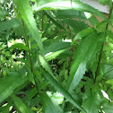 Fern