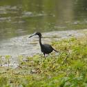 Little blue heron