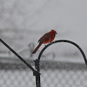 Northern Cardinal