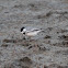 White Wagtail