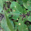 Purple Milkweed Vine