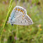 Common Blue