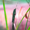 cattail2.jpg