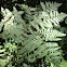 Bracken Fern