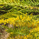 Seaside Goldenrod
