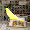 Yellow Ringneck Parrot