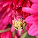 chrysanthemum