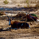 bontebok