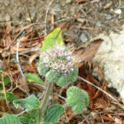 Scorpion weed