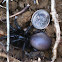 Sydney Funnel Web Spider