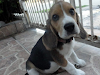 Cachorra Beagle Tricolor 3 Meses De Vida