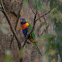 Rainbow Lorikeet