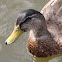 mallard