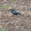crow