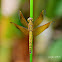 Dragon fly