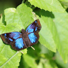 Glorious Blue-Skipper
