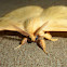 Monkey Moth