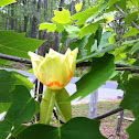 Tulip tree