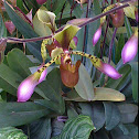 Ladies Slipper Orchid