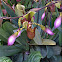 Ladies Slipper Orchid