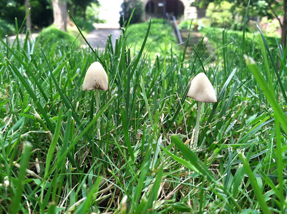 White Dunce Cap Mushroom | Project Noah
