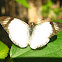 Alana White Skipper