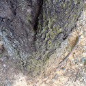 Northern Red Oak