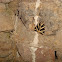 Jersey Tiger