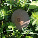 Inky Cap
