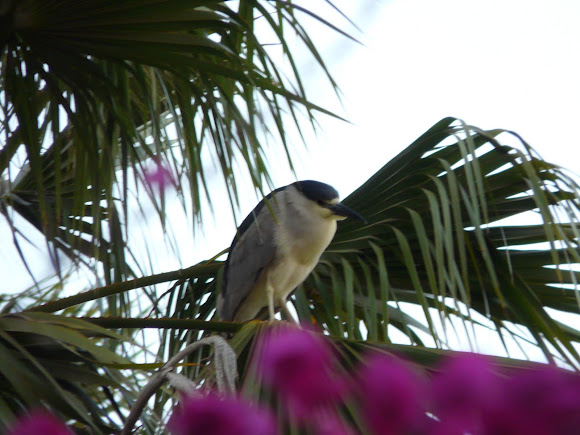 Spotting Image 1